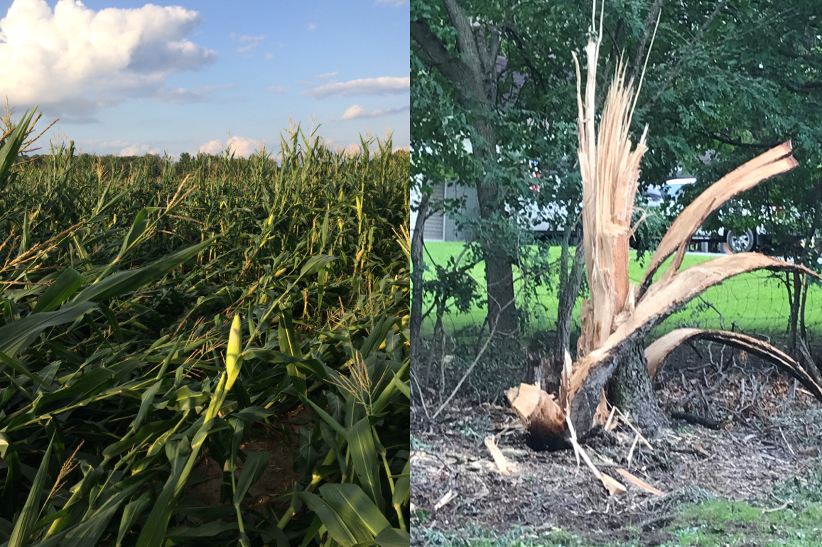 Lodged corn and broken tree branch